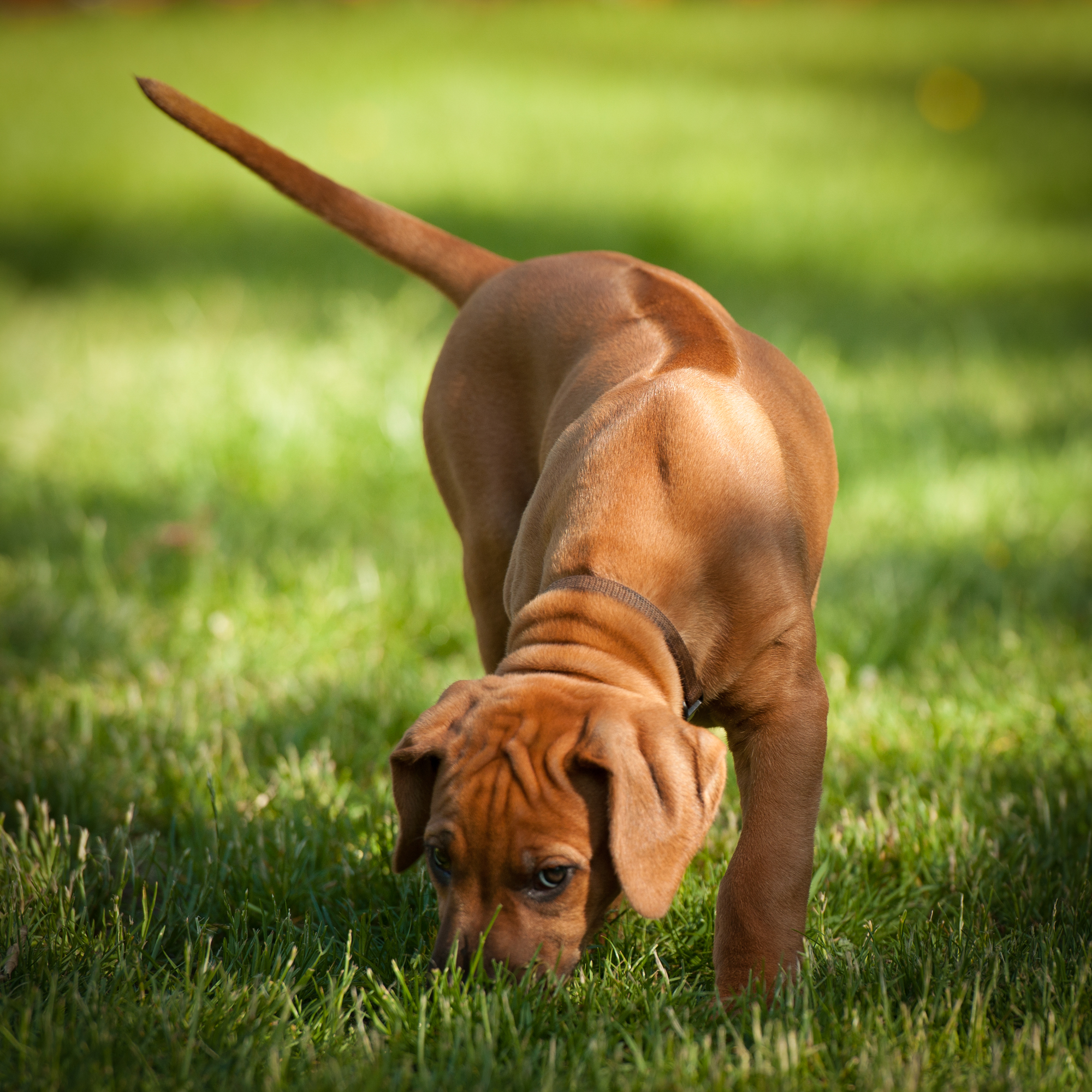 Mairangi Welpen by Frank Ebert J Wurf